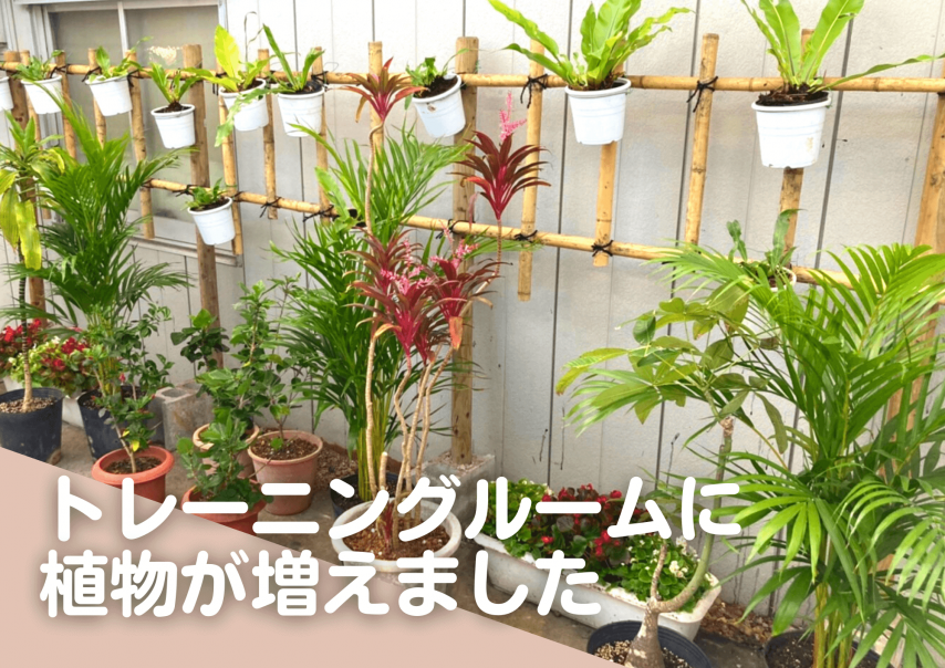 トレーニングルームに植物が増えました