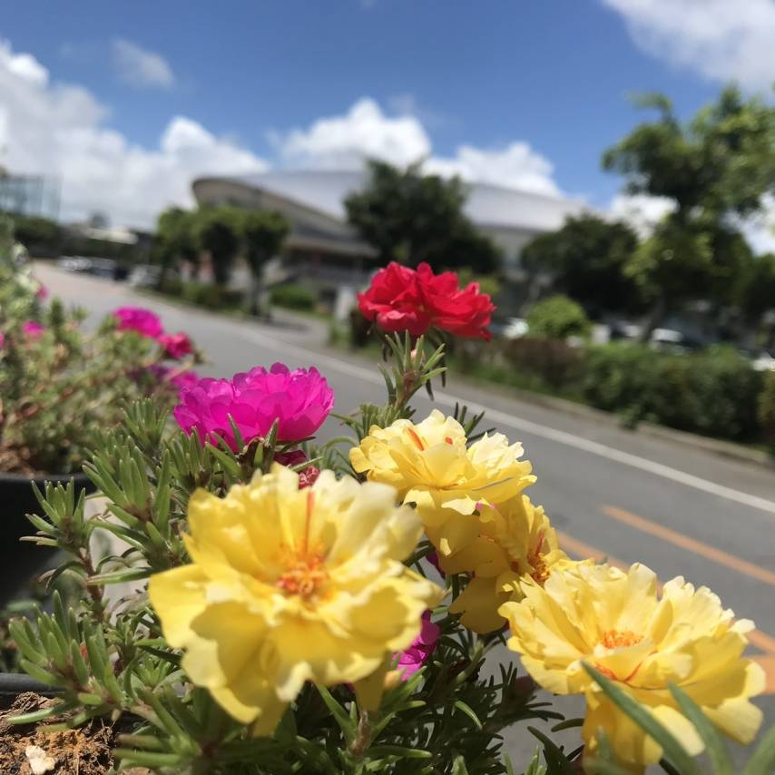 花いっぱい推進運動実施♪